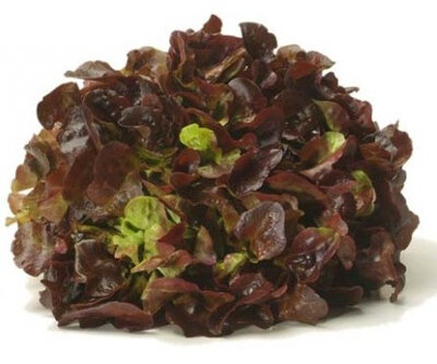 Laitue feuille de chêne rouge