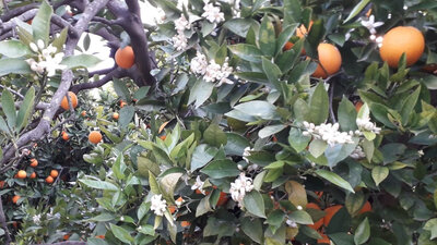Orange bio