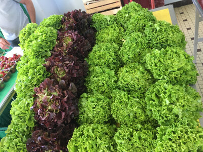 Lot de 2 salades - batavia, feuille de chêne