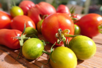 Tomates du potager bio