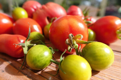 Tomates du potager bio