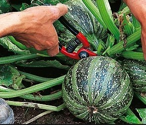 Courgette ronde grosse à farcir verte ou jaune