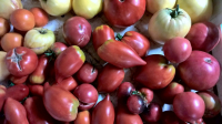 Tomates anciennes en mélange