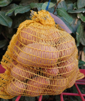 Pomme de terre  désirée