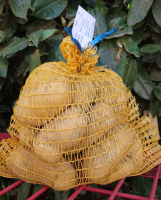 Pomme de terre monalisa