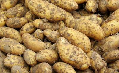 Pomme de terre issue du potager bio