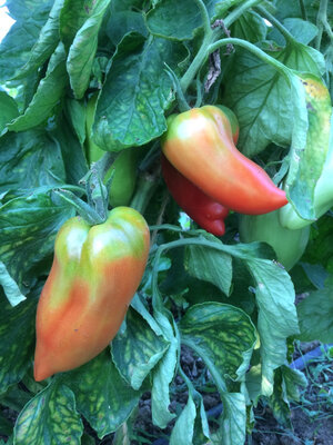 Tomate cornu des andes