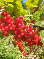Groseilles rouges