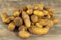 Pommes de terre nouvelles ratte