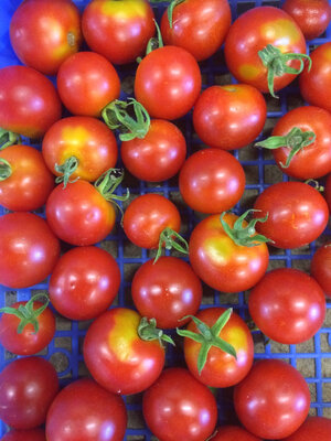 Tomate cerise