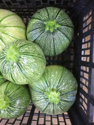 Courgettes rondes