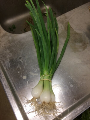 Oignons blancs