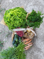 Le panier des kaolins