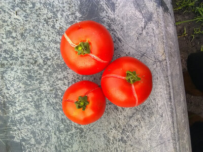Tomate sauce