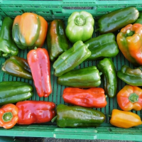 Poivron presque mûr