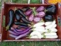 Aubergines anciennes mix