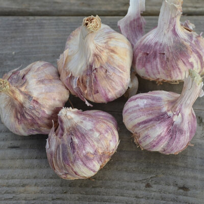 Ail violet