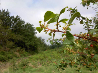 🐝assortiment de miels en trio (1)