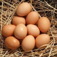 Oeuf frais de ferme