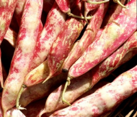 Coco sans traitement