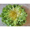 Chicorée scarole frisée  x 12
