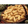 Pomme de terre ferme variété amandine