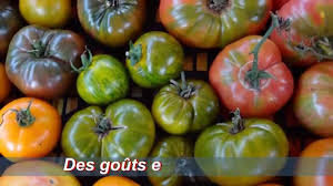 Tomate ancienne assortie kg