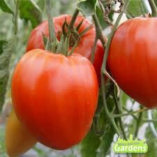 Tomate coeur de boeuf kg