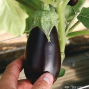 Aubergine poids