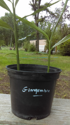 Gingembre en pot d'un litre