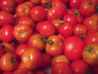 Tomates pour sauce