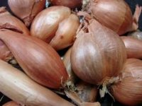 Echalote-1kg