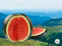 Pasteque 'à la coupe'