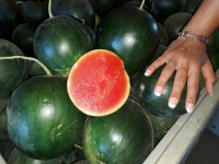 Petite pastèque sans pépins bio