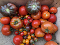 Mélange tomates bio