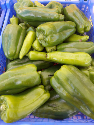 Poivron vert
