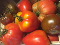 Tomate-variété ancienne