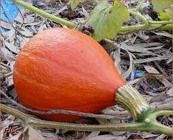 Courge potimarron