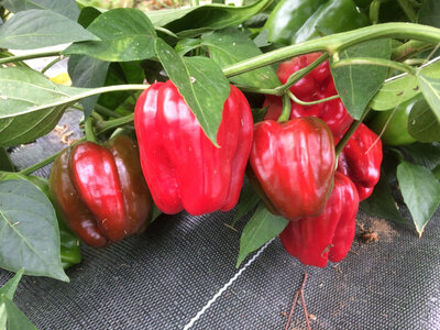 Poivron rouge