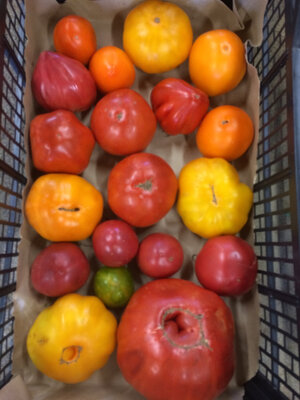 Tomates anciennes