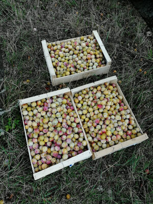 Mirabelles cagette