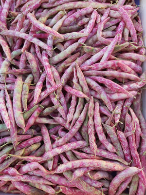 Haricots coco