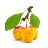 Confiture de mirabelle