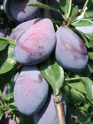 Prunes d'ente 500g