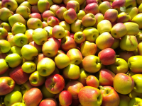Pomme monidel