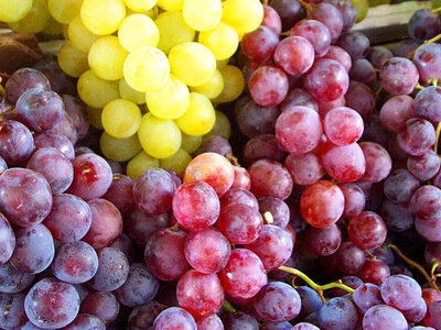 Raisin noir et/ou blanc bio