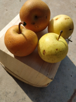 Nashis bronzes et/ou jaunes