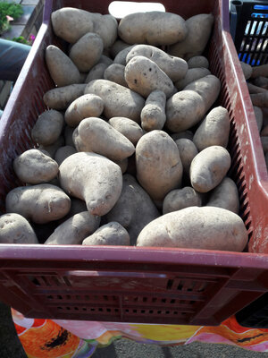 Pomme de terre charlotte