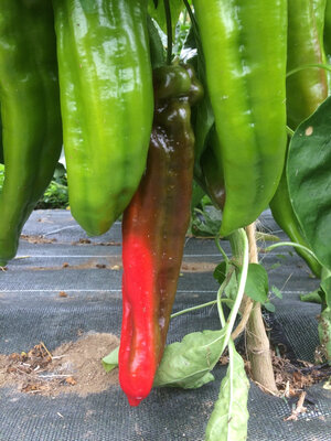 Poivron rouge long