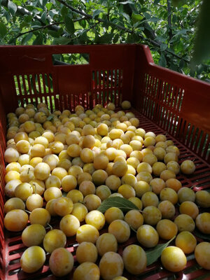 Colis 5kg  mirabelles a confiture